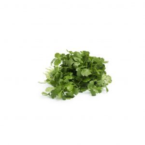 Cilantro