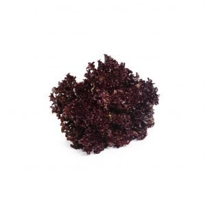 Lollo Rosso